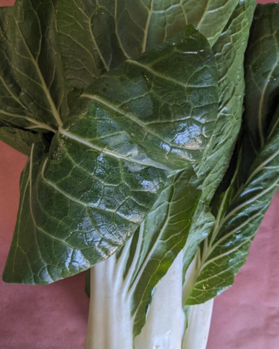 Bok Choi
